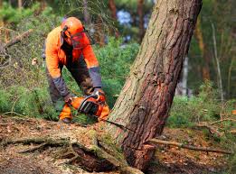 Best Emergency Tree Removal  in USA